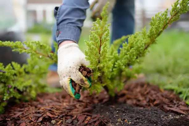 Affordable Mulching in South Bend, IN